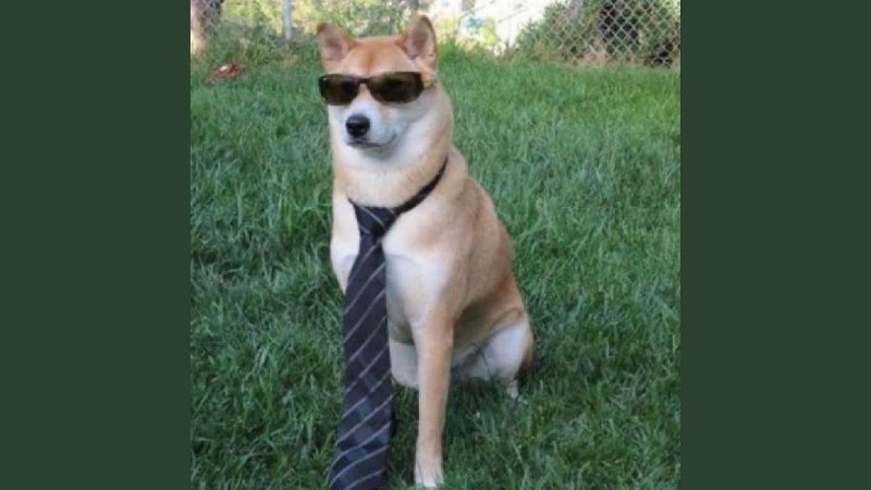 Собака с очками из мема