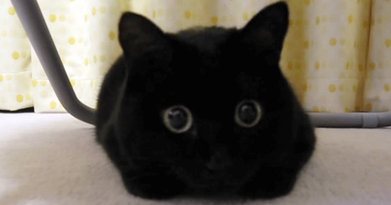 Кот подмигивает