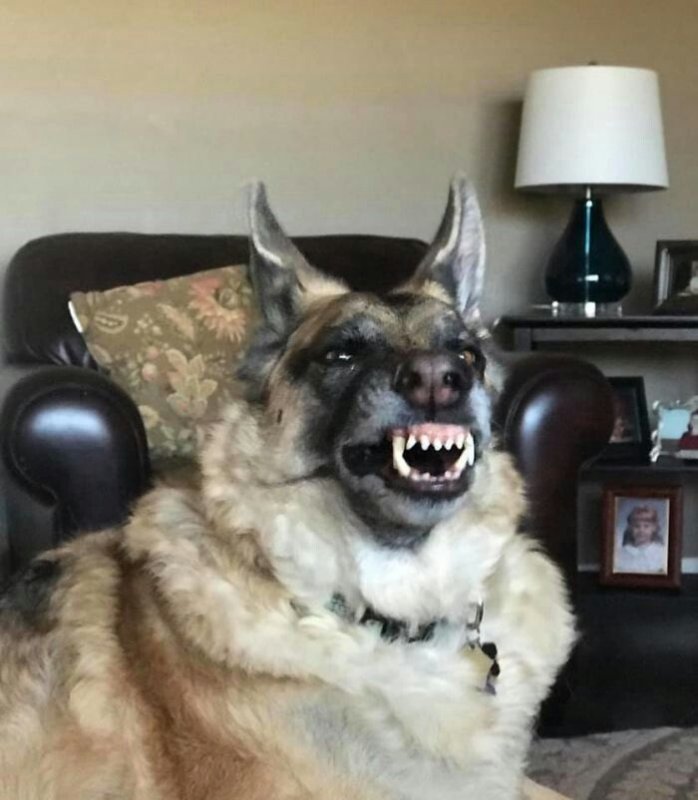 Сумасшедший пес