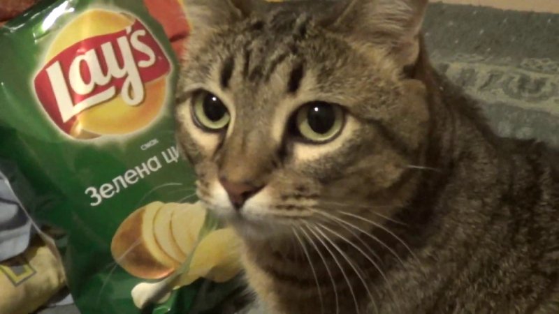 Коты и чипсы