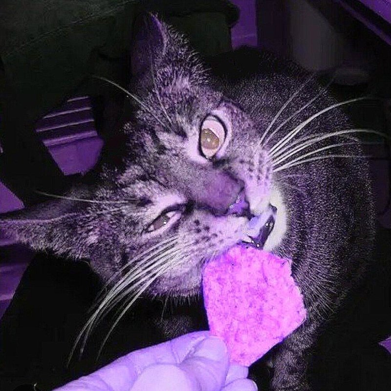 Котик ест чипсы