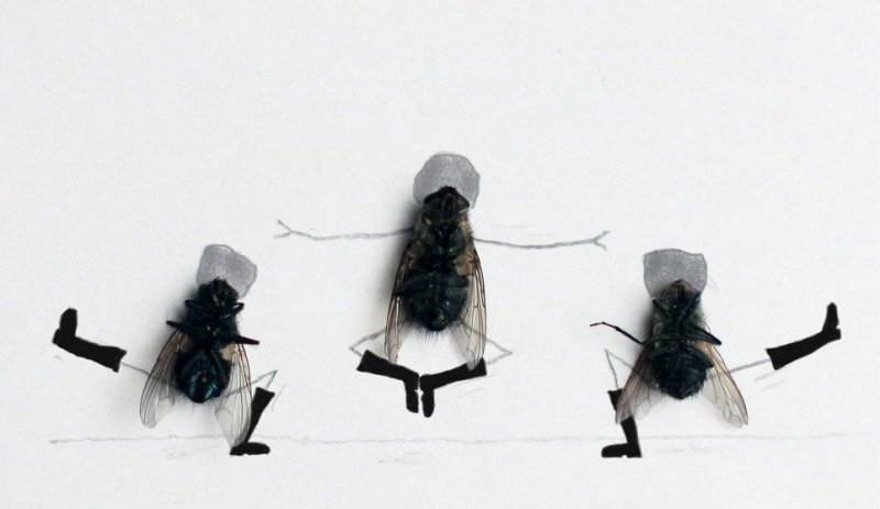 Человек муха