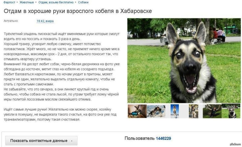 Прикольные объявления о продаже щенков