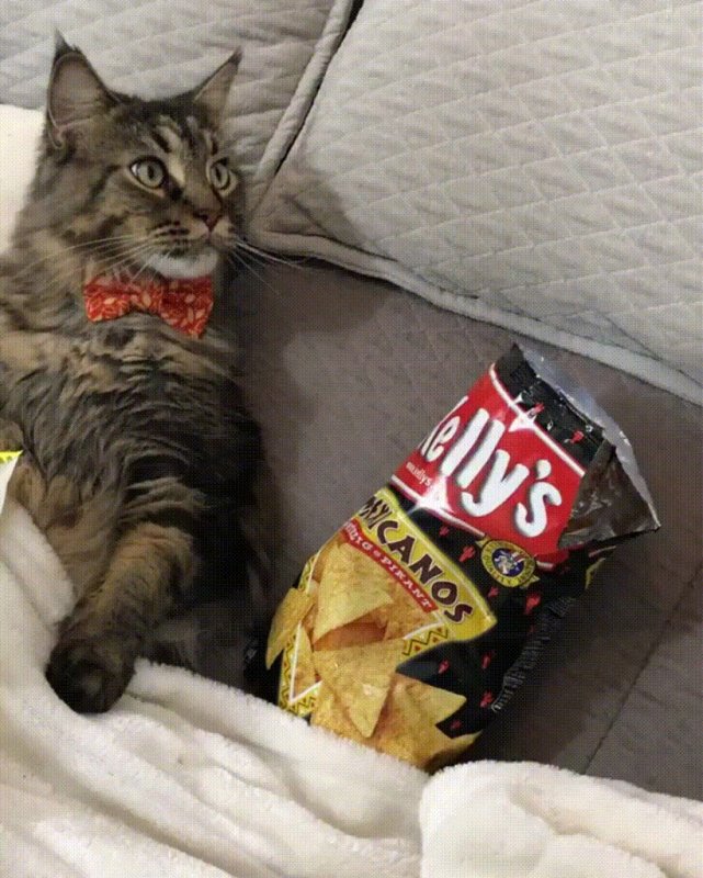 Кот ест чипсы