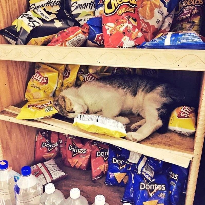 Кот с чипсами