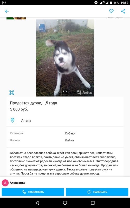 Хаски собака дурак продается