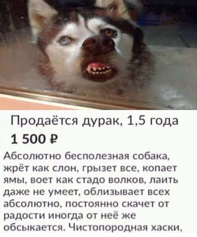 Продается собака дурак