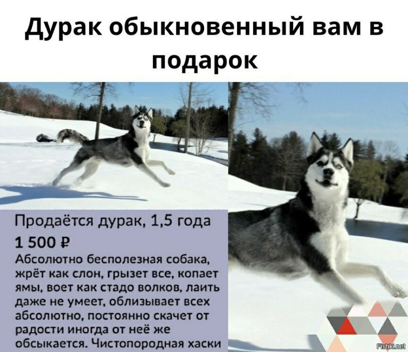 Продается дурака хаски