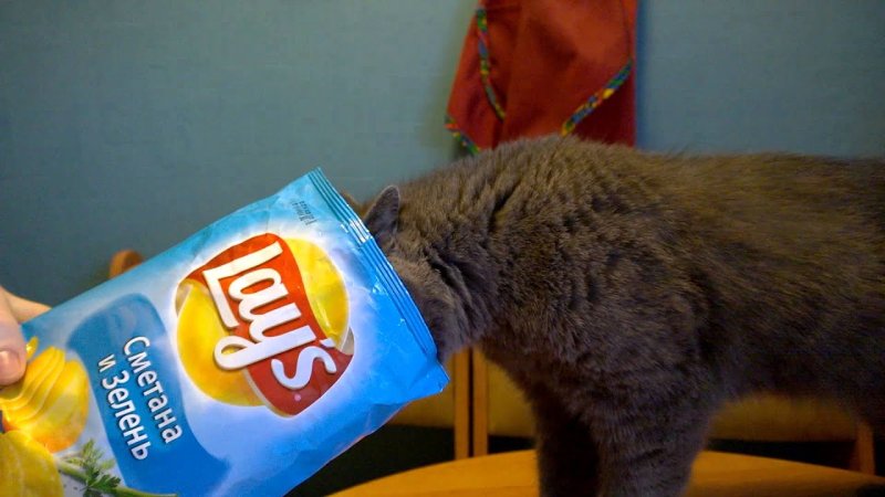 Коты любят чипсы