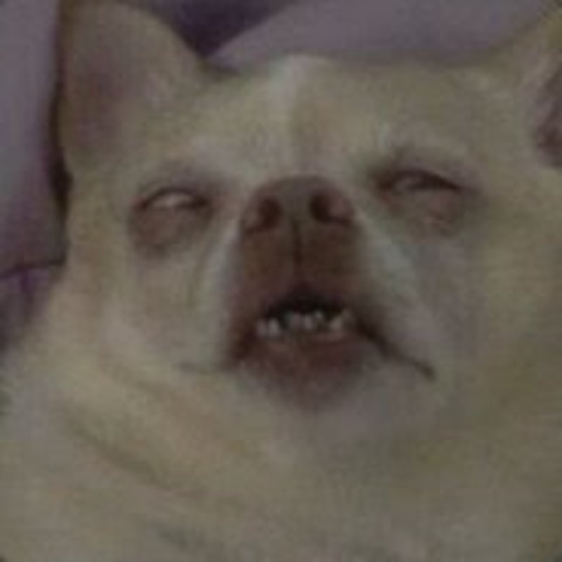 Кот закатывает глаза