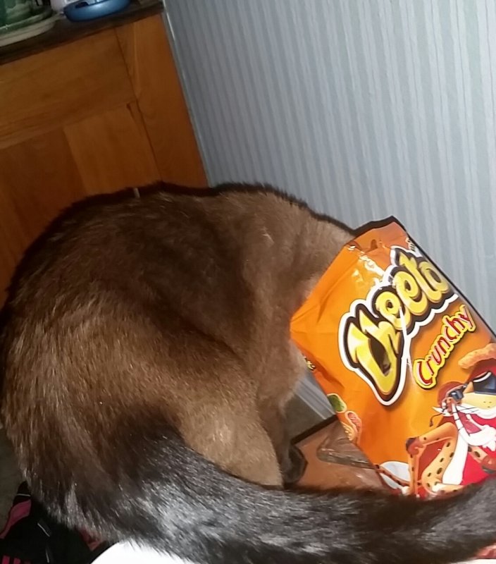 Котята с чипсами