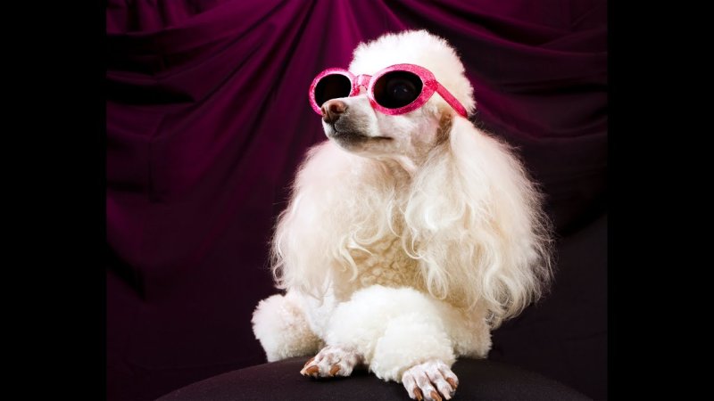 Гламурные собачки