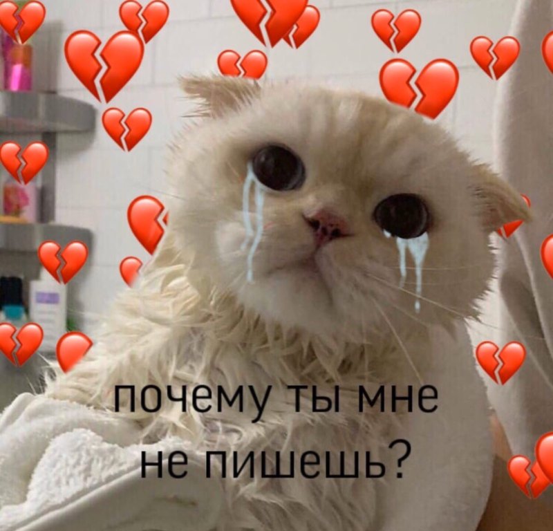 Котик с сердечком люблю тебя