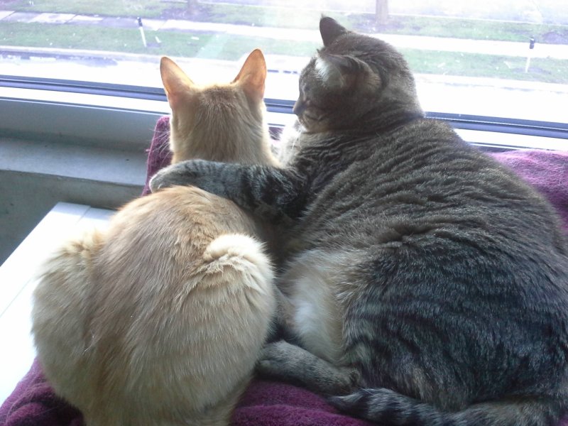 Кот обнимает