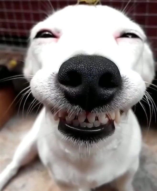 Собака улыбается