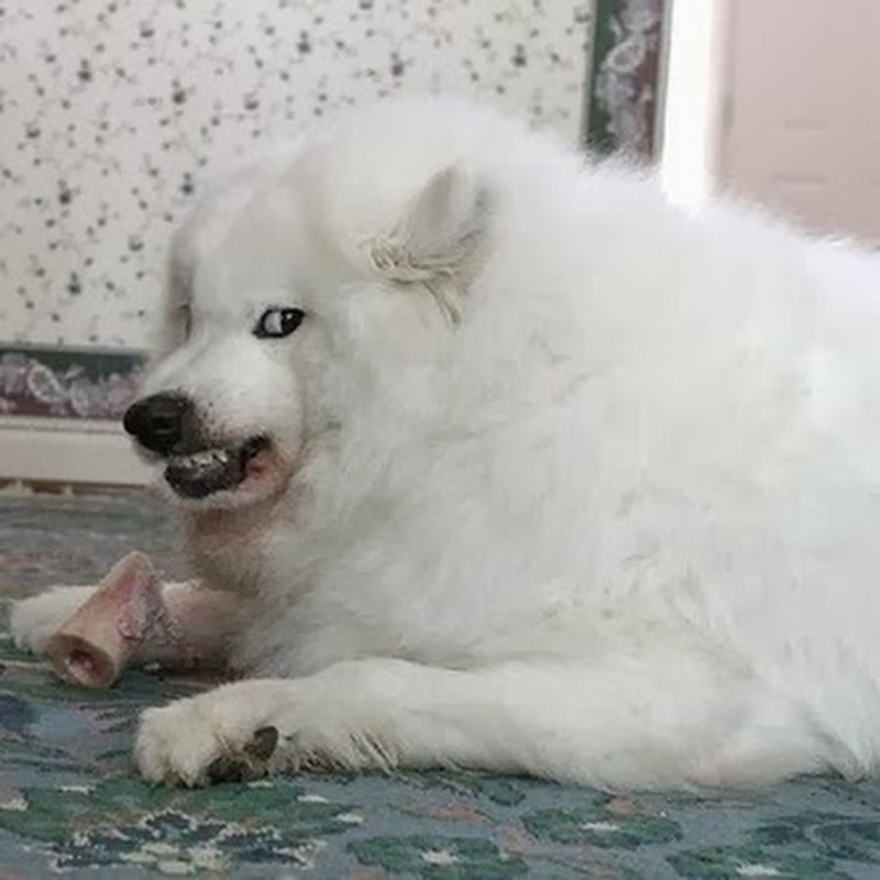 Самоедская лайка 1 год