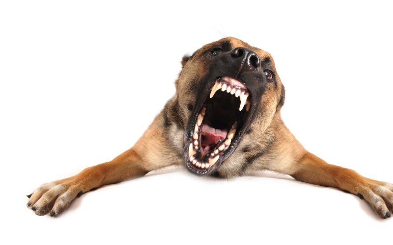 Собака на белом фоне