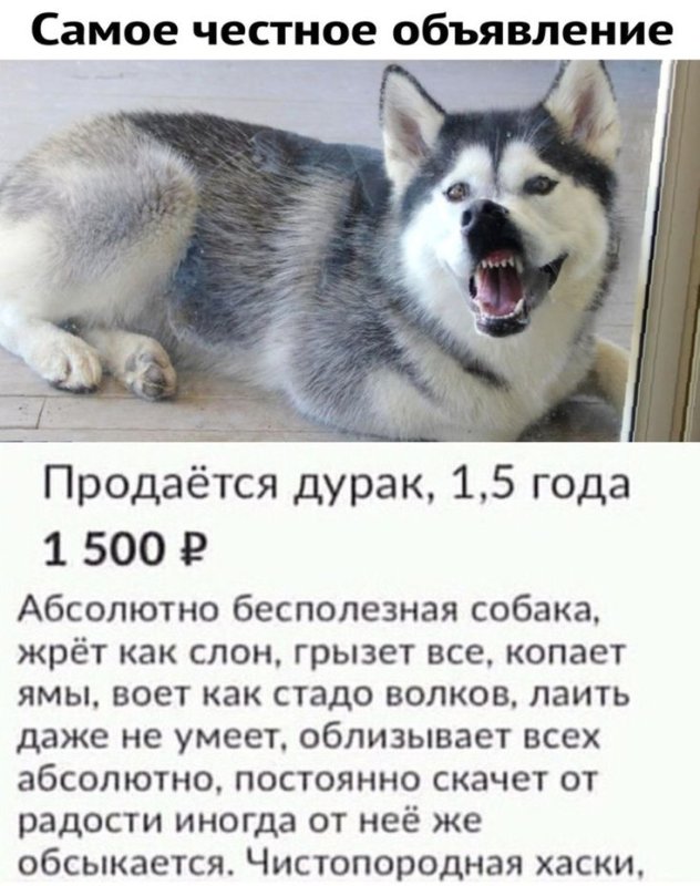 Смешные объявления о продаже собак