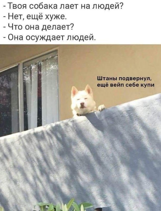 Собака осуждает
