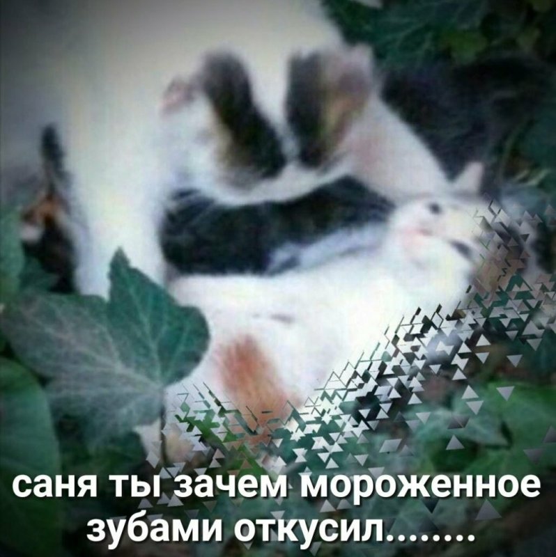 Пикча адыхай