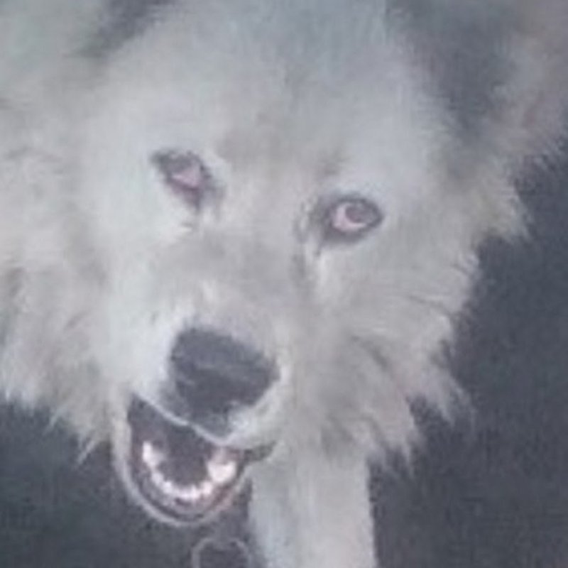 Здарова мать волк