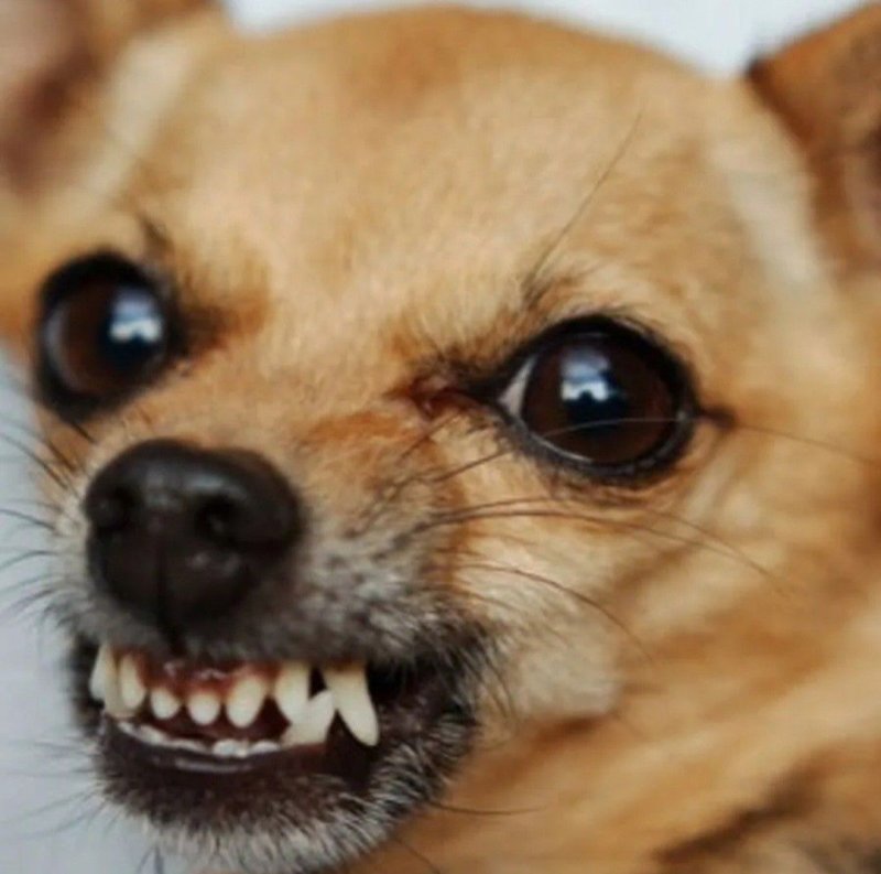 Злая чихуа чихуахуа