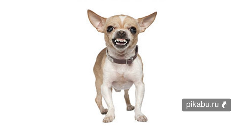 Собака гавкает чихуахуа