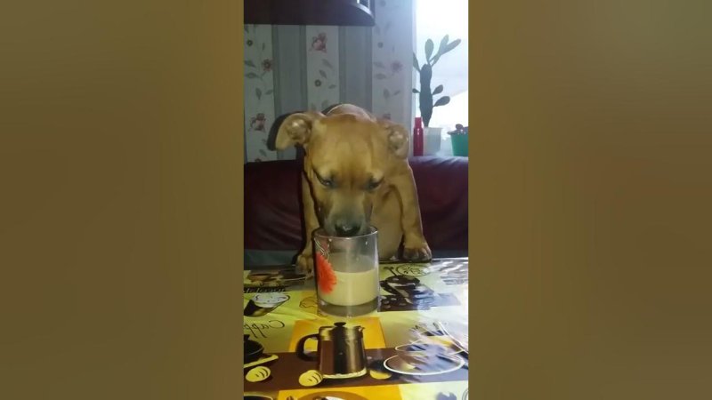 Как пьют собаки