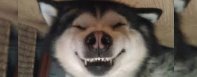 Собака улыбака Мем