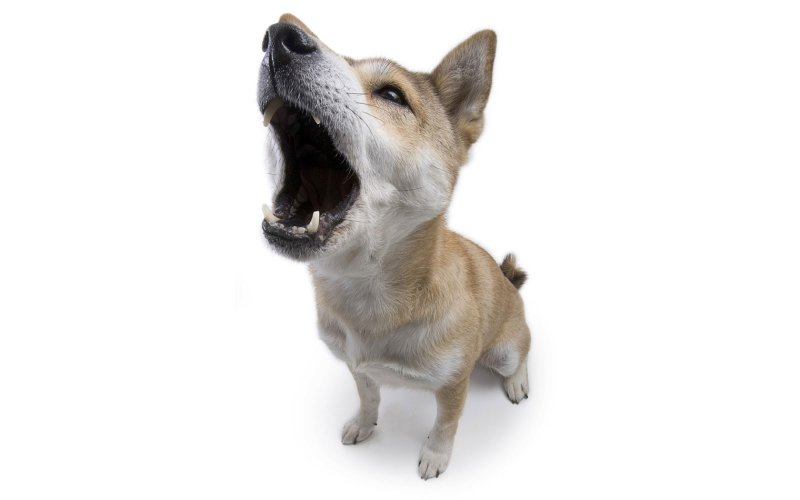 Собака лает