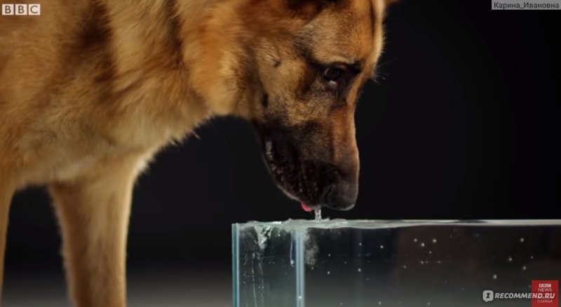 Собака лакает