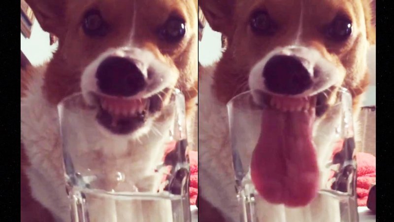 Собака в стакане