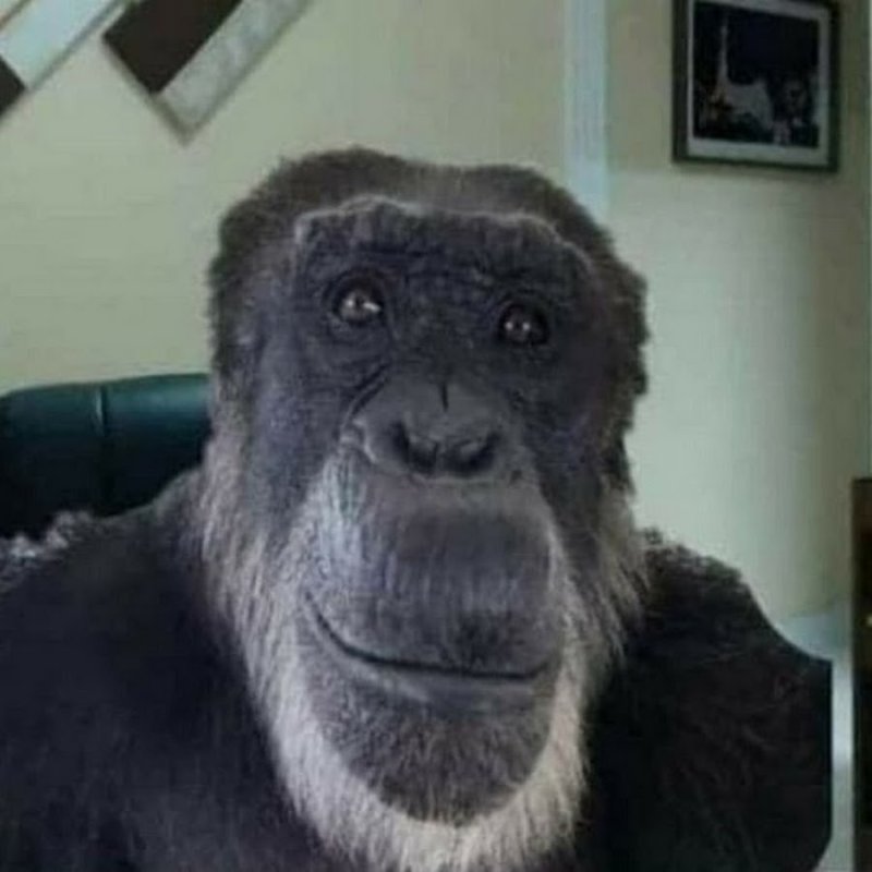 Шимпанзе Жак Фреско