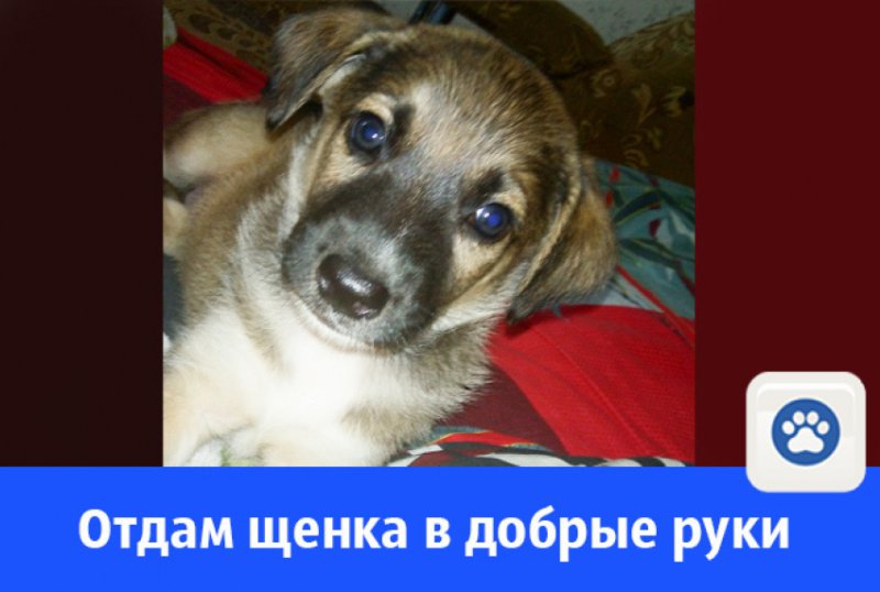 Щенок в добрые руки юмор