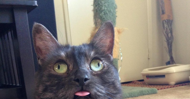 Котьс глазами в разные стороны