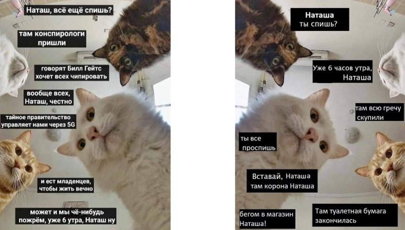 Мемы про котов