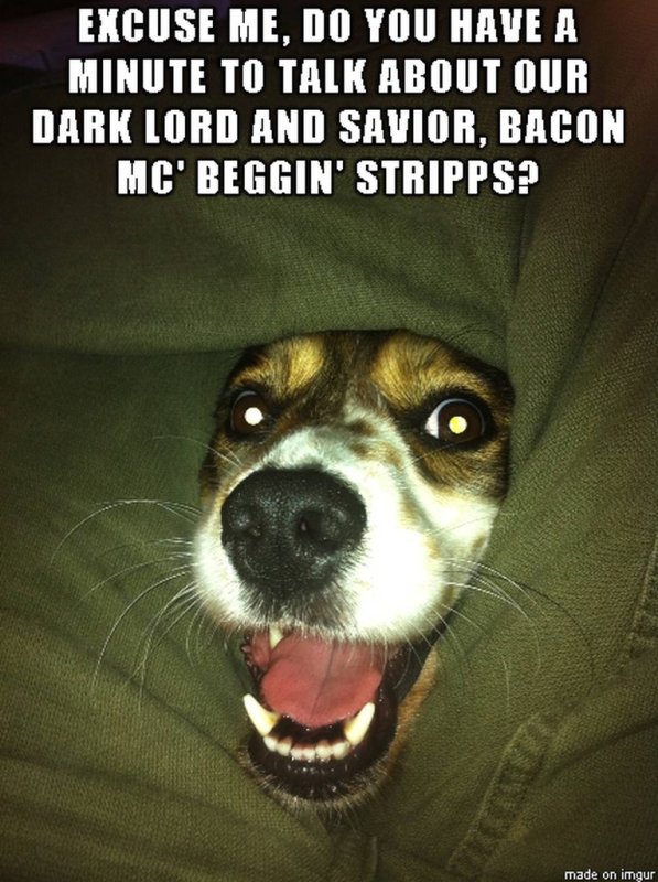 Мемы с собаками