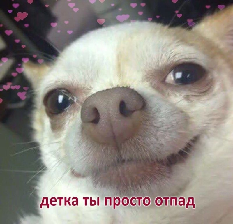 Довольная собака