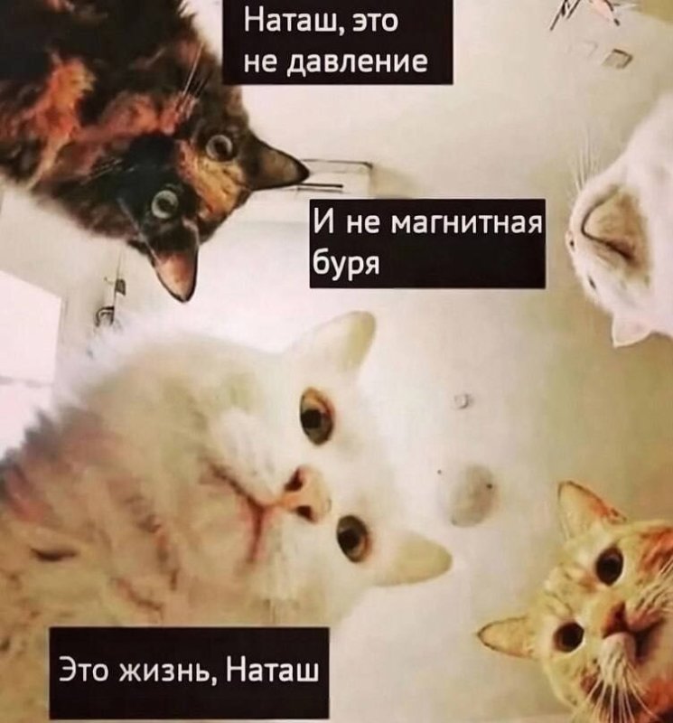 Наташа и коты мемы