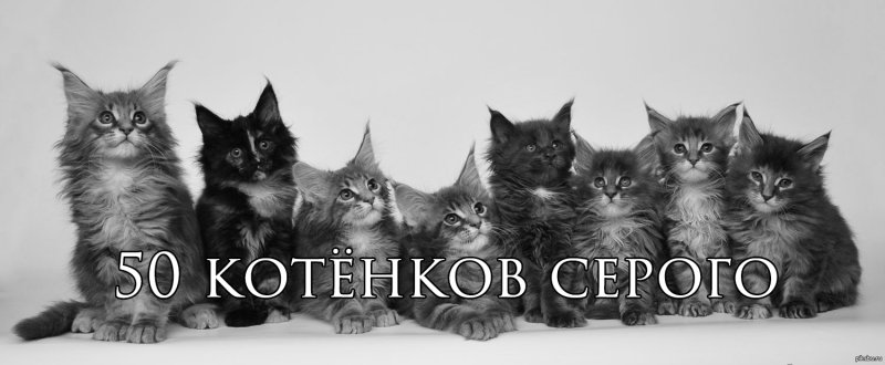 Серый котенок Мем
