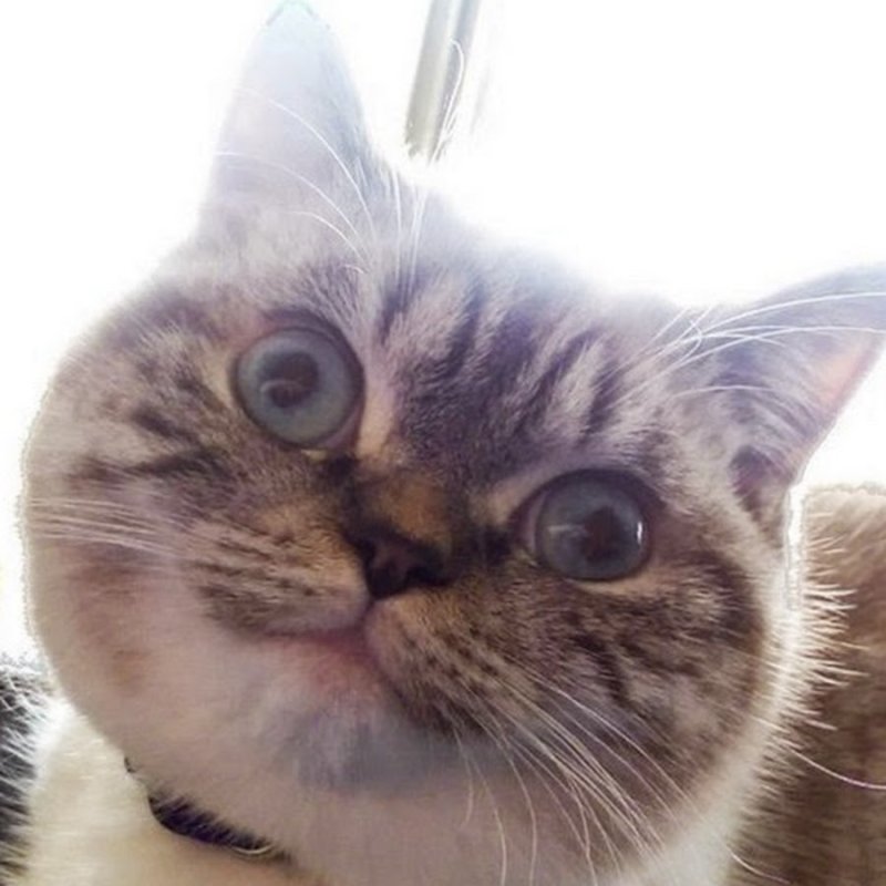 Глупый котенок