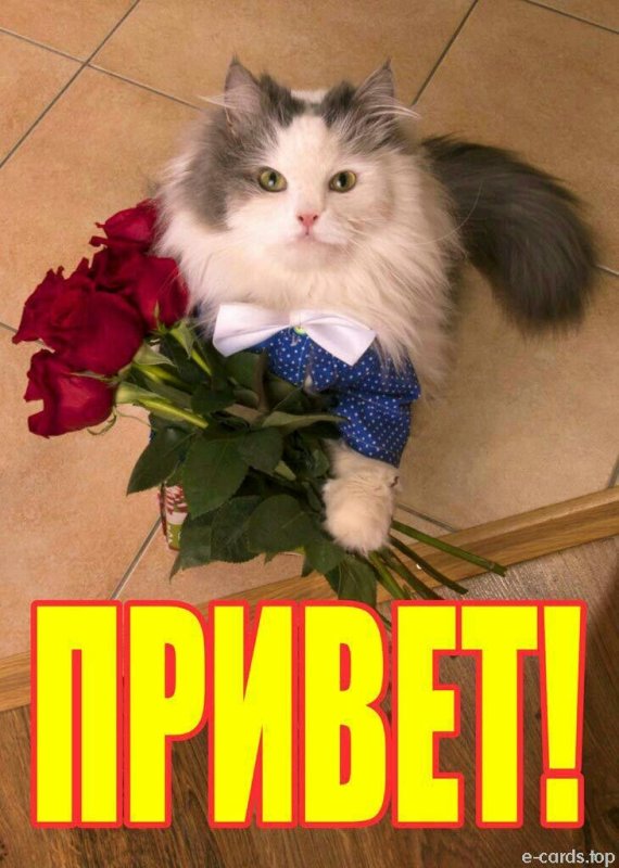 Кот с цветами