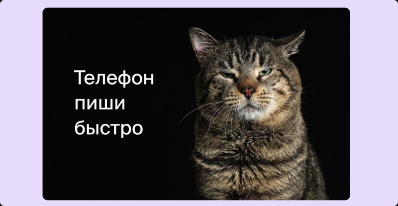 Морда кошки