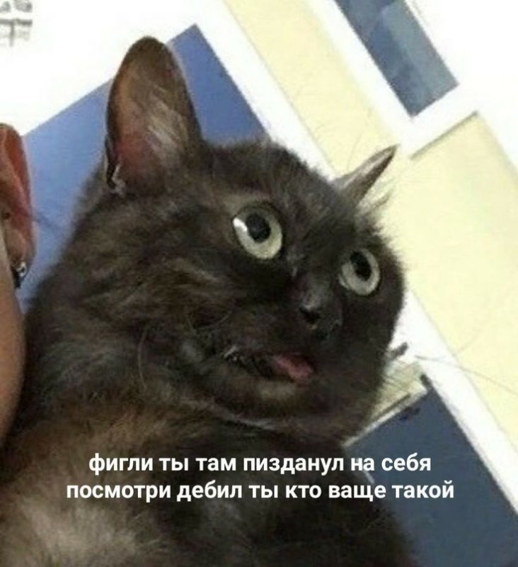 Черный кот Мем
