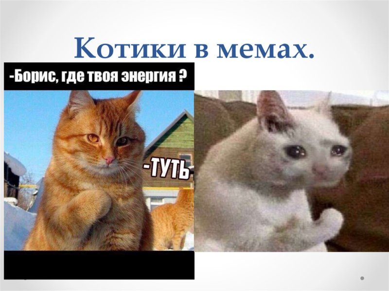 Мемы с котиками