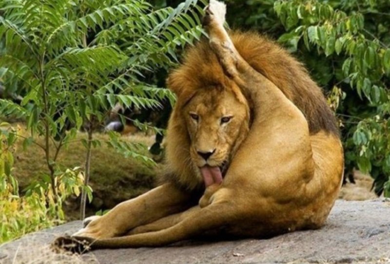 Лев лижет яйца