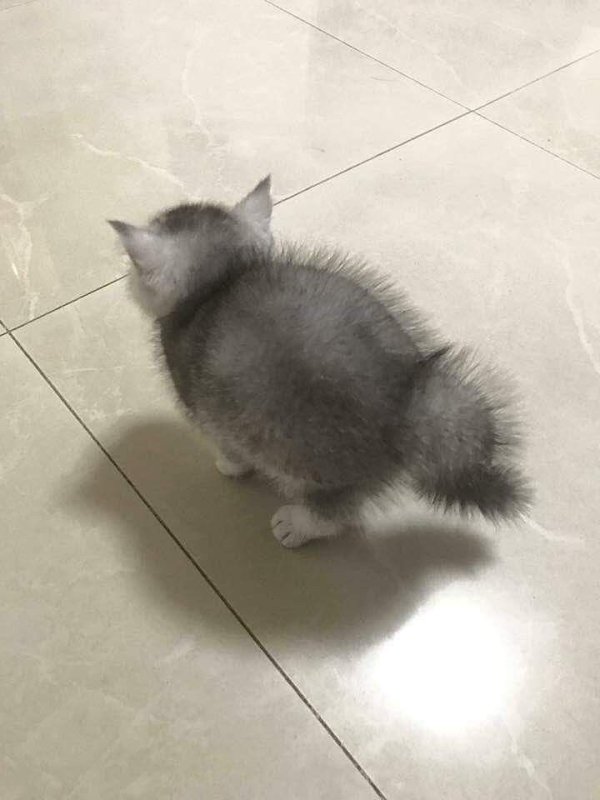 Маленькие котики мемы