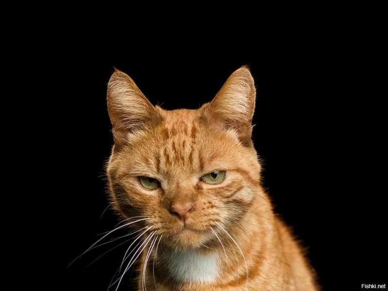Рыжая кошка