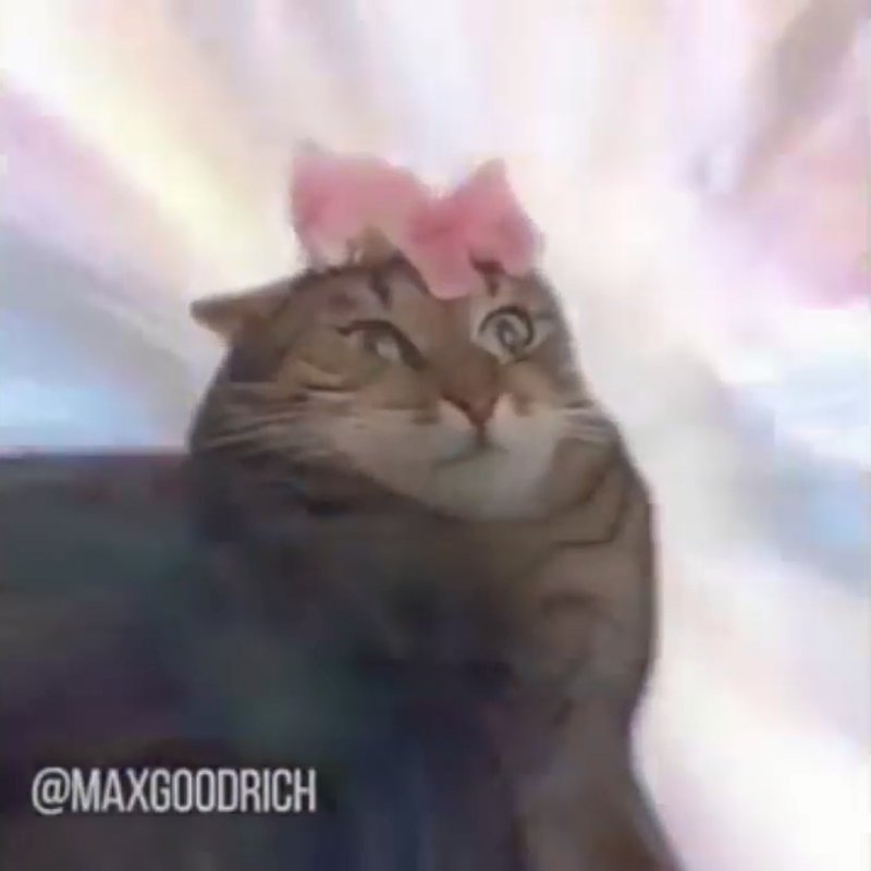 Петунии кот