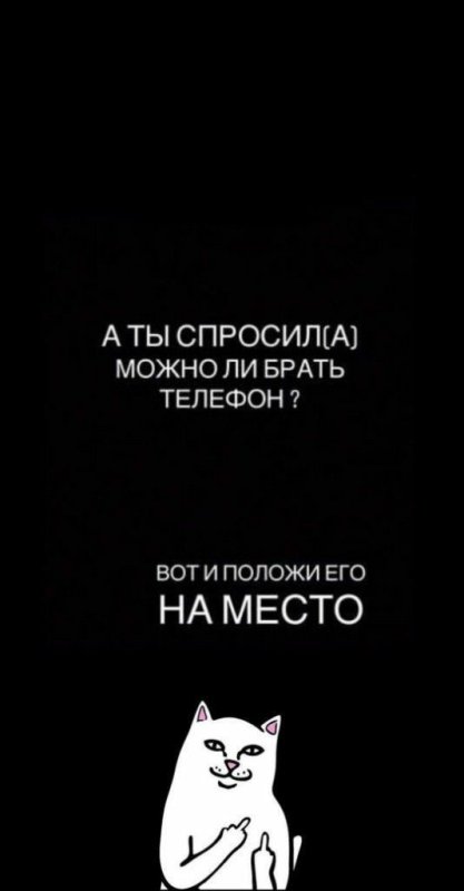 Котик с факами фон